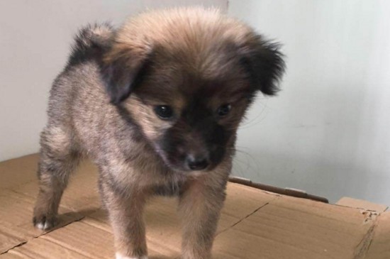 串串狗怎么训练大小便,让串串快速学会自主排便的3种方法