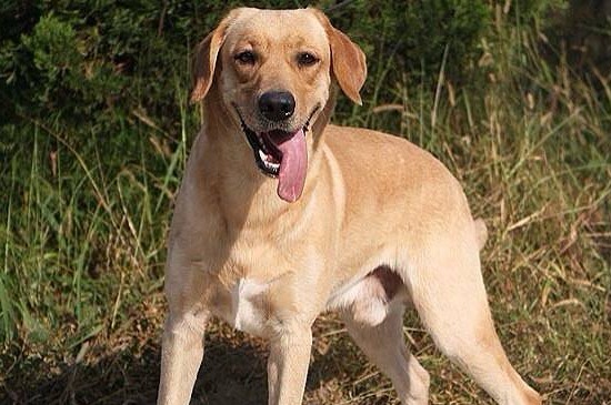 适合女生养的中型犬,这5种狗狗聪明机警很适合女孩饲养