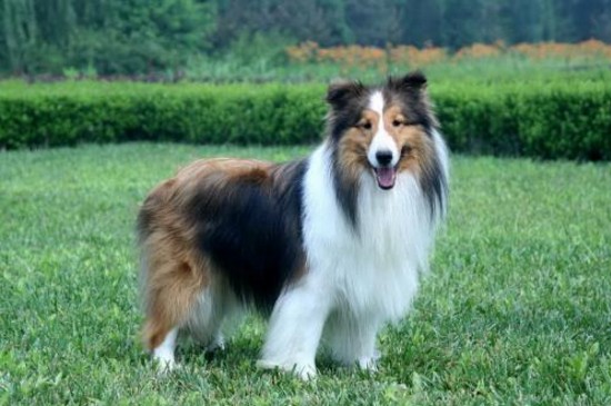 适合女生养的中型犬,这5种狗狗聪明机警很适合女孩饲养