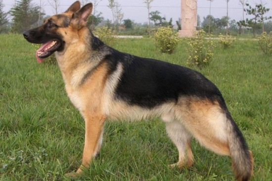 十大嗅觉灵敏的狗,这10种犬类不仅嗅觉灵敏还聪明忠诚