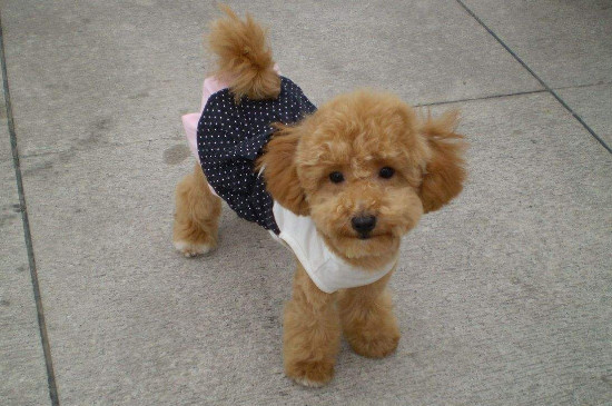 因为泰迪四肢短,吃食或玩耍时尾巴容易碰到地面,一旦有人没注意,就