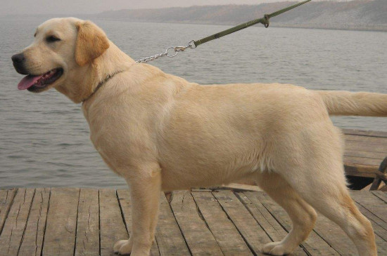 养拉布拉多的血泪史,饲养拉布拉多有三大坏处