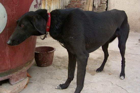 纯种蒙古细犬图片大全图片