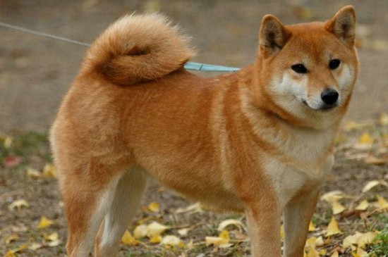 柴犬和小黄土狗的区别,4点教你区分出柴犬和中华田园犬