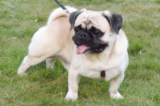 八哥犬和斗牛犬的区别,四方面对比教你轻松分辨