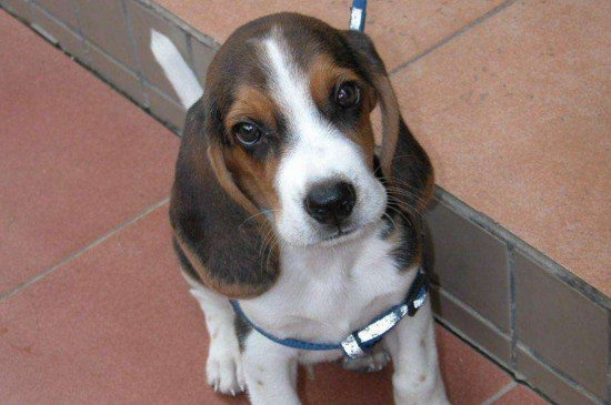 狗狗资讯  品种一般的比格犬价格在1800-6000元左右,品种较好的则需要