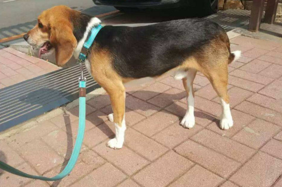 比格犬的价格是多少,宠物级幼犬一只1800-6000元