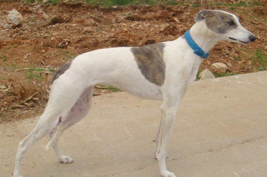 灵缇犬和格力犬的区别,形体性能以及毛发差异最明显