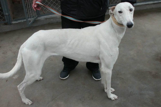 灵缇犬和格力犬的区别,形体性能以及毛发差异最明显