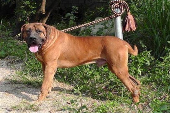 土佐犬为什么不敢养,体型太巨大且攻击性过强