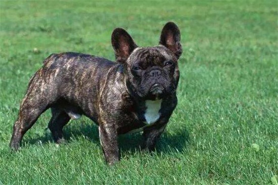 法斗耳朵多久立起来,2～3个月立耳并要补充钙质