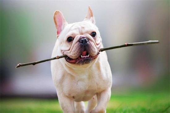 法斗耳朵多久立起来,2～3个月立耳并要补充钙质