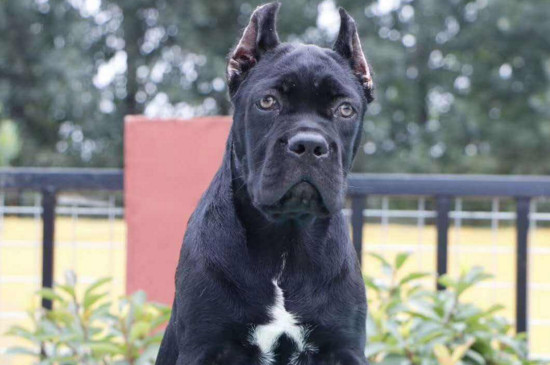 卡斯罗裁耳有几种耳型,卡斯罗的三种耳型与裁耳教程