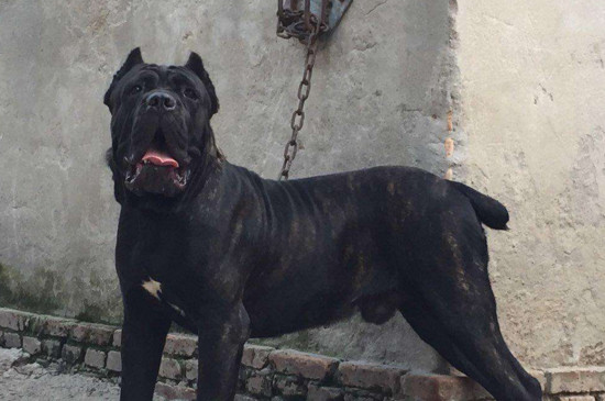 一般来说,成年后的雄性卡斯罗犬标准身高是63-70厘米,标准体重是47-53