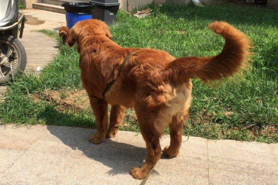 金毛犬哪个色系最贵,金色金毛最贵毛色越深越值钱