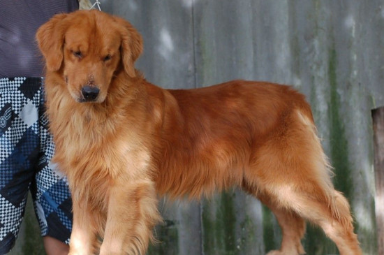 金毛犬哪个色系最贵,金色金毛最贵毛色越深越值钱