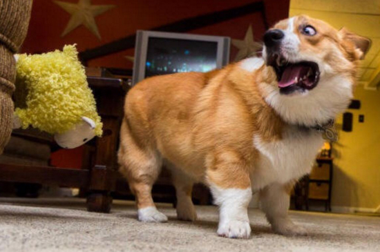 柯基好养吗,爱掉毛爱胡闹不算太好养