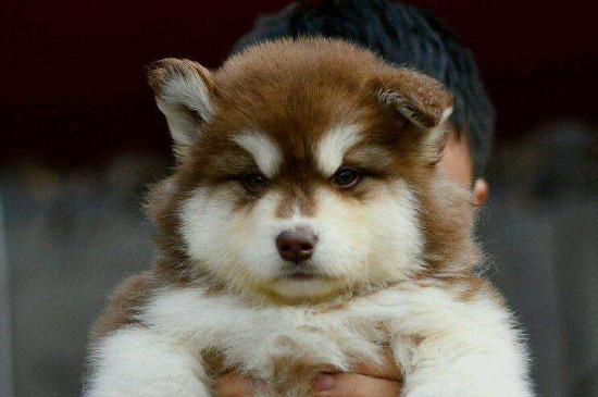 阿拉斯加怎么看纯不纯,从耳朵进行辨别最明显