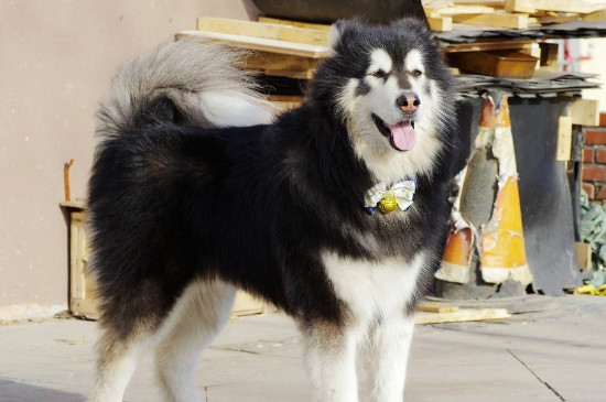 阿拉斯加怎么看纯不纯,从耳朵进行辨别最明显