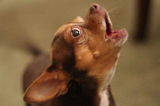 狗为什么会叫,狗乱叫的科学解释