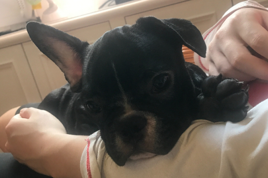 法斗的耳朵不立怎么办,检查补钙多运动还不行就绑耳朵