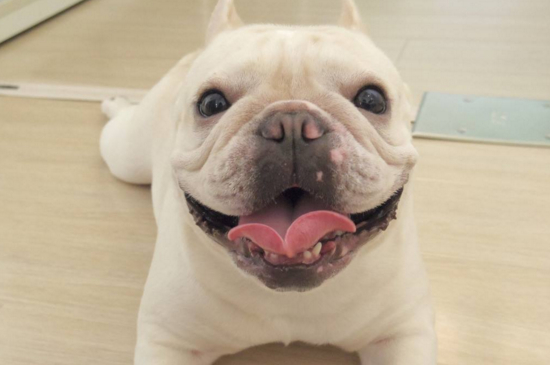 法斗的耳朵不立怎么办,检查补钙多运动还不行就绑耳朵