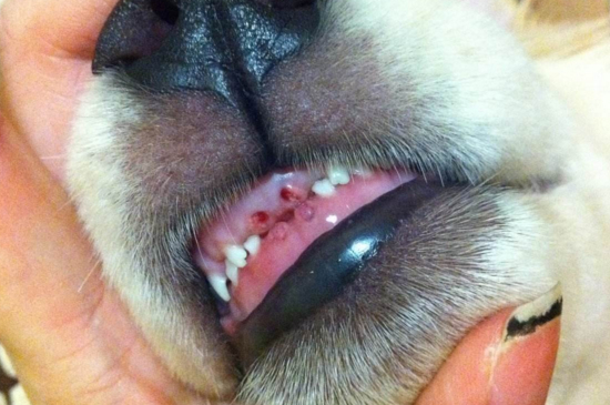 狗狗掉牙是怎么回事,正常换牙或缺少钙质所致