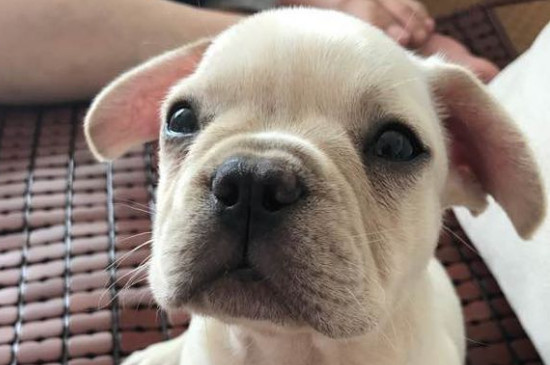 法斗耳朵竖不起来怎么办,帮法斗绑耳朵或者使用立耳器