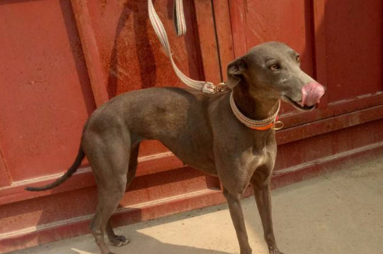 灵缇为什么很少人养,容易跑丢耐力不足导致没人养