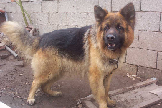 德牧后腿外八怎么校正,狗狗外八字的原因与纠正方法