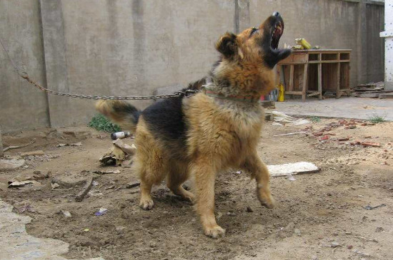 德牧后腿外八怎么校正,狗狗外八字的原因与纠正方法