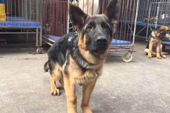 德牧后腿外八怎么校正,狗狗外八字的原因与纠正方法