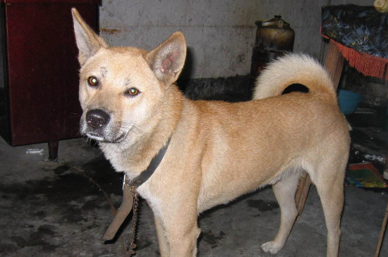 土狗和串串狗怎么分辨,3招教你辨认串串与土狗的区别