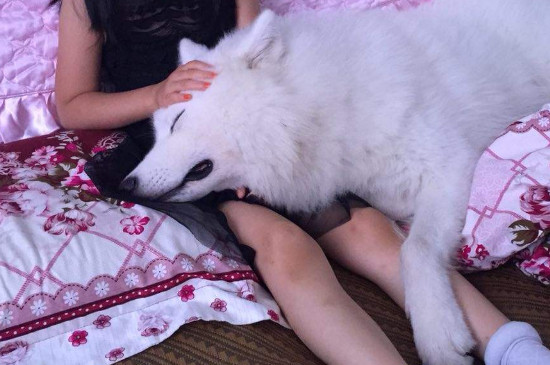 萨摩依赖主人的表现,萨摩耶会喜欢睡主人身边