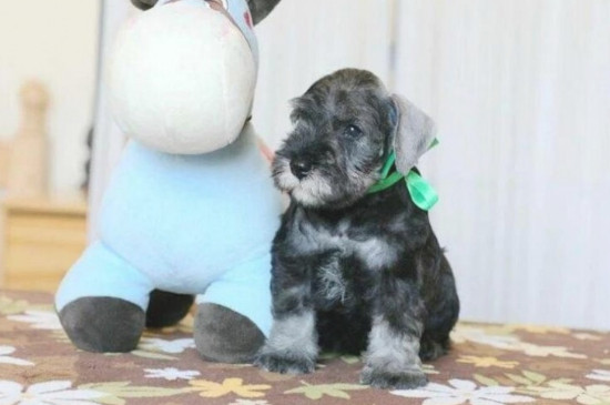 迷你雪纳瑞能长多大,身高30～39厘米体重6～9公斤