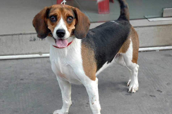 便宜好养的小型犬