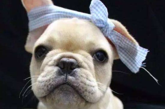 法斗耳朵立不起来怎么办,四种方法帮你立起法斗耳朵