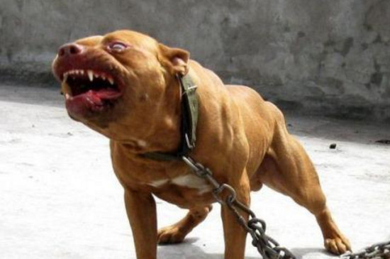 世界上打架最厉害的狗,最凶猛最强壮斗犬排名