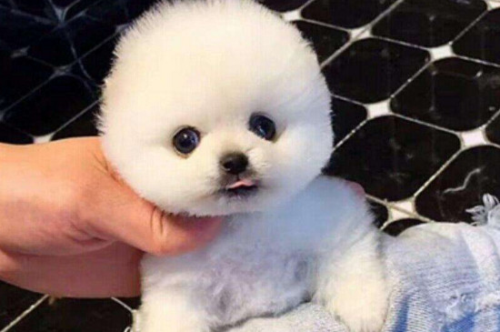 狗狗喂养  茶杯犬属于知名度很高,但是很少有人养的狗狗,因此很多宠物