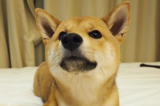 柴犬的智商几岁