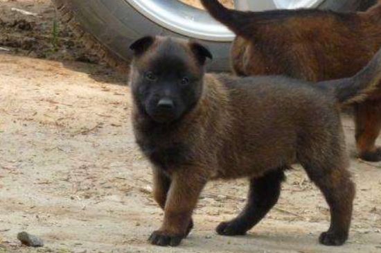 纯黑马犬是好狗吗