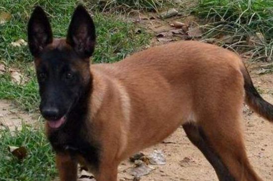 纯黑马犬是好狗吗