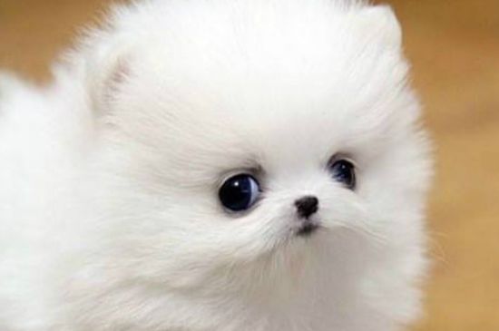 大眼睛狗狗品种