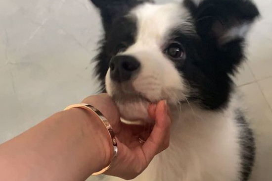 边牧聪明到什么程度