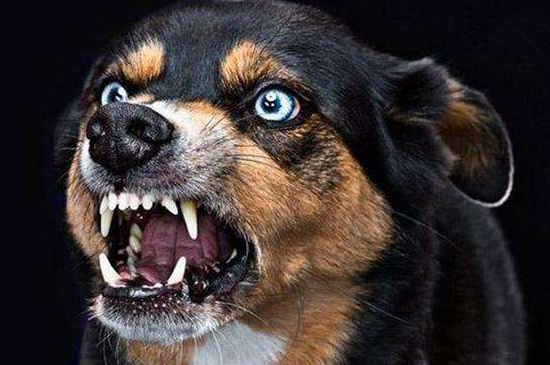 狗的口水有毒吗