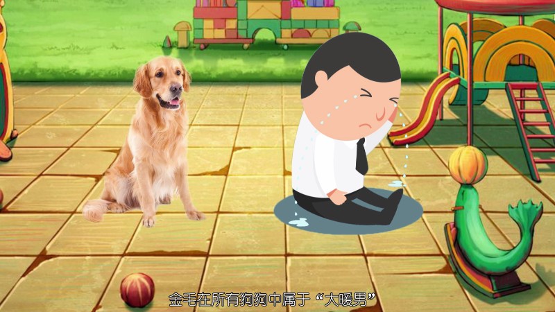 十大聪明犬排名