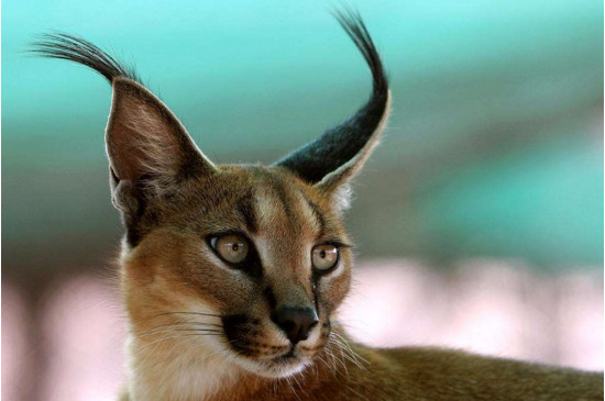 世界十大禁养名猫,这十种猫咪可千万不能碰