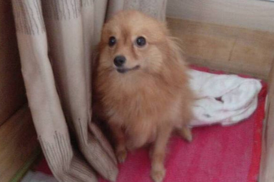 狗吃肠虫清每公斤用量