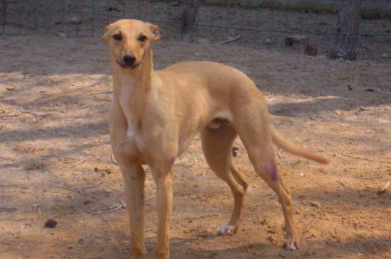 格惠犬如何挑快狗