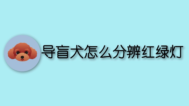 导盲犬怎么分辨红绿灯